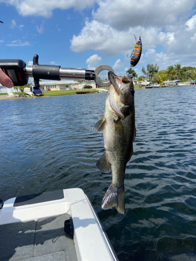 Seeker Crankbait (Peacock)