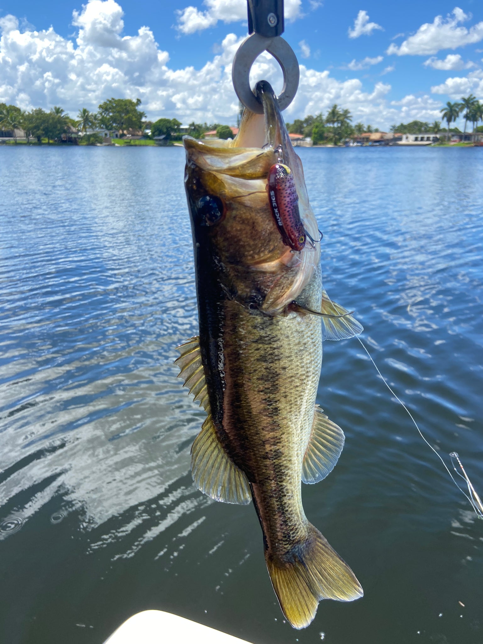 Seeker Crankbait (Purple)